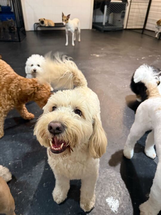 Top Dogs Club photo 1