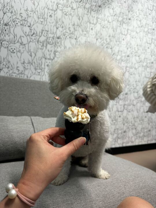 Top Dogs Club photo 2