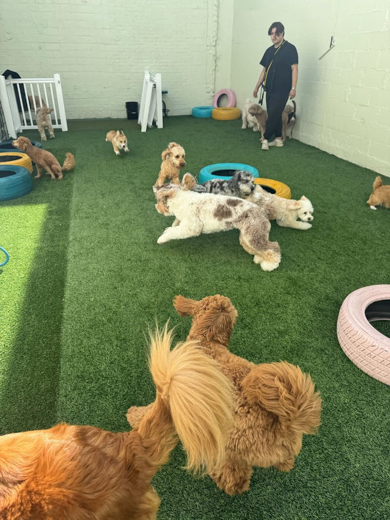 Top Dogs Club - Dog-Friendly Establishment in Long Island City, NY | Indoor Dog Park