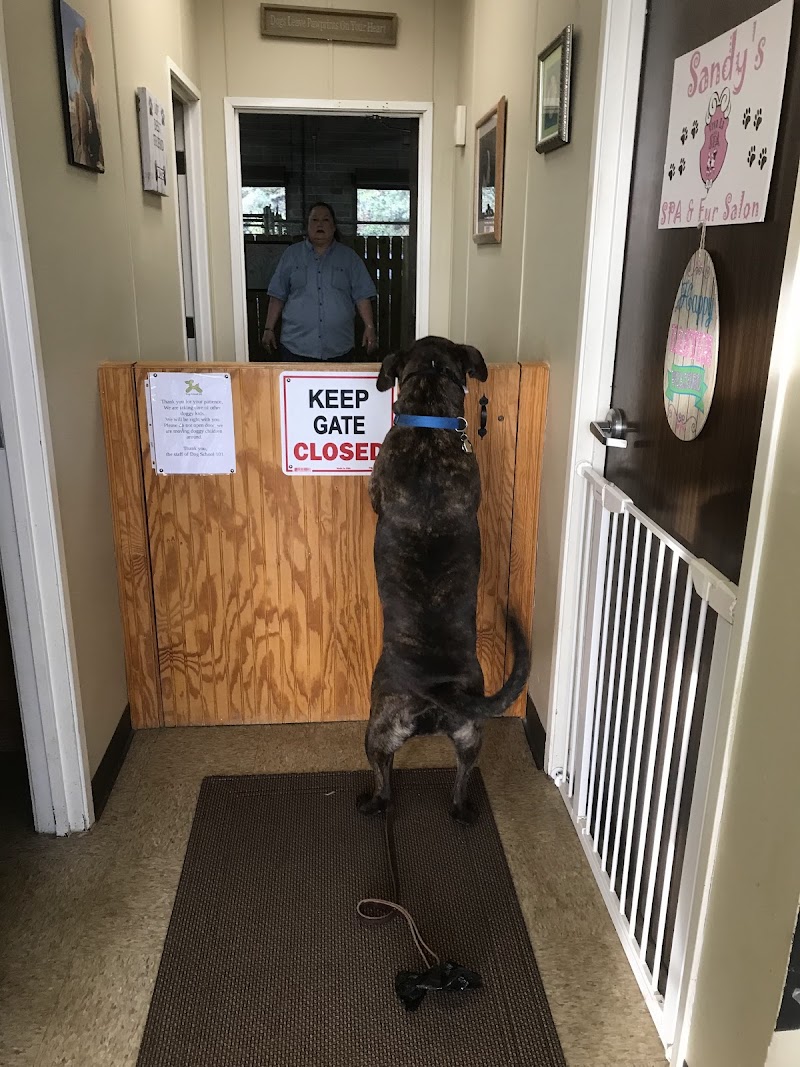 Dog School 101, Inc. photo 2