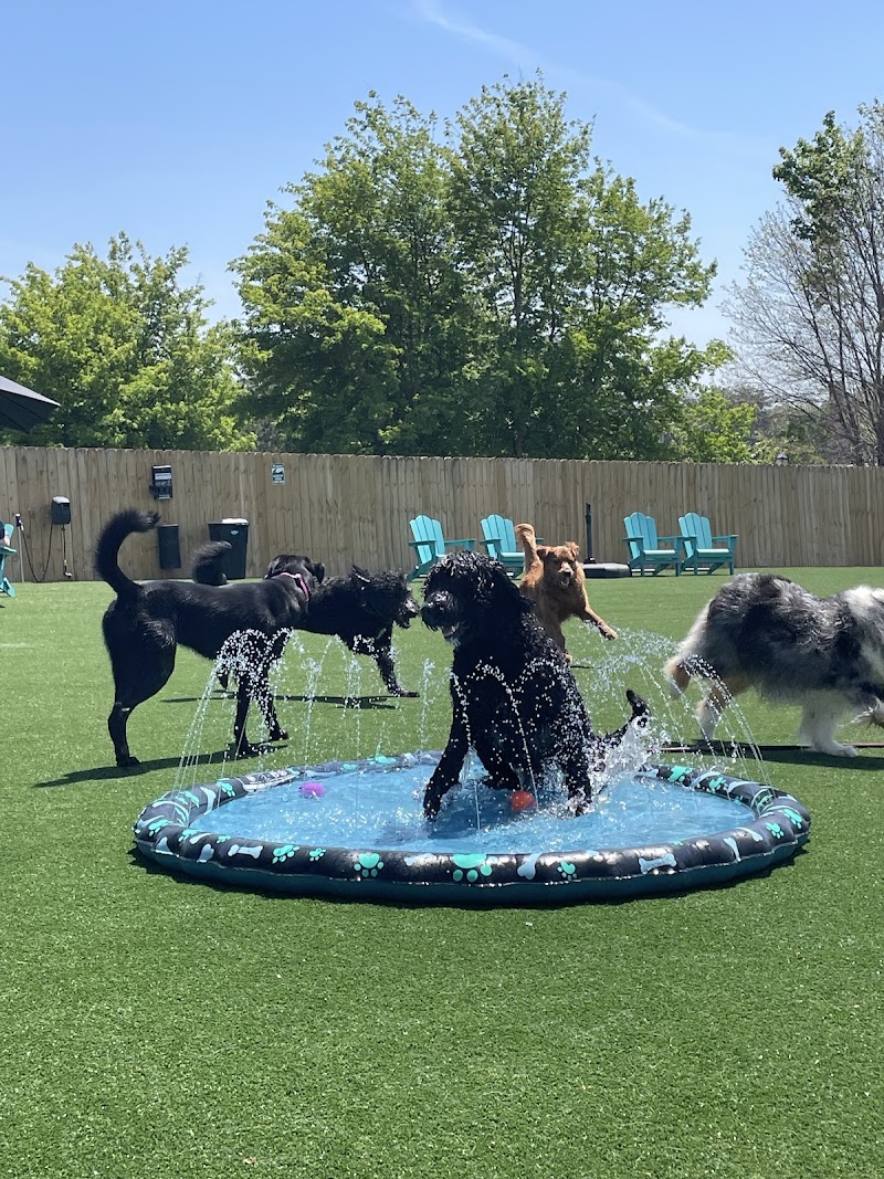 The Drafty Dane photo 4