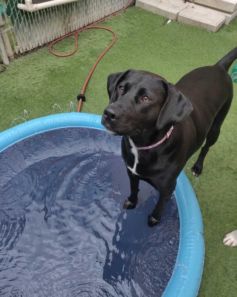 Camp Bow Wow photo 3