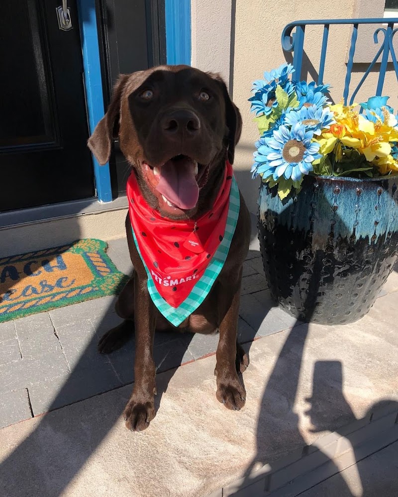 Camp Bow Wow photo 4