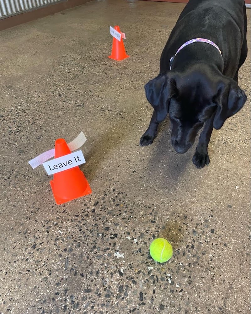 Camp Bow Wow photo 5