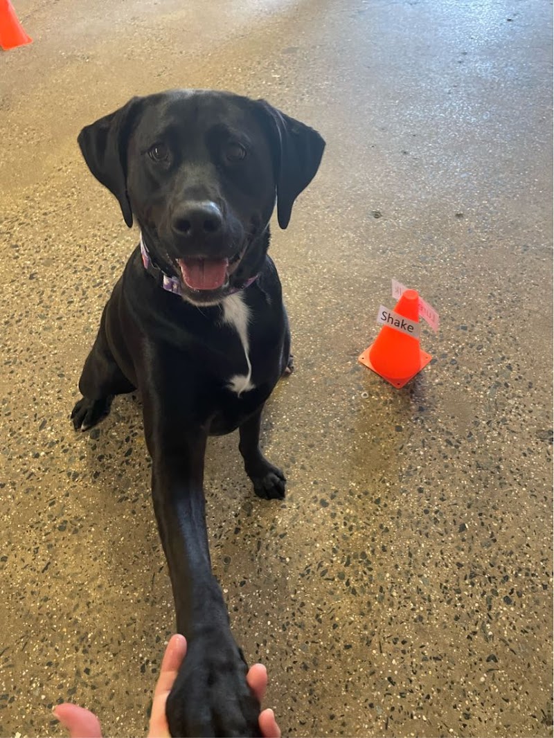 Camp Bow Wow - Dog Park in Midland Park, NJ | Indoor Dog Park