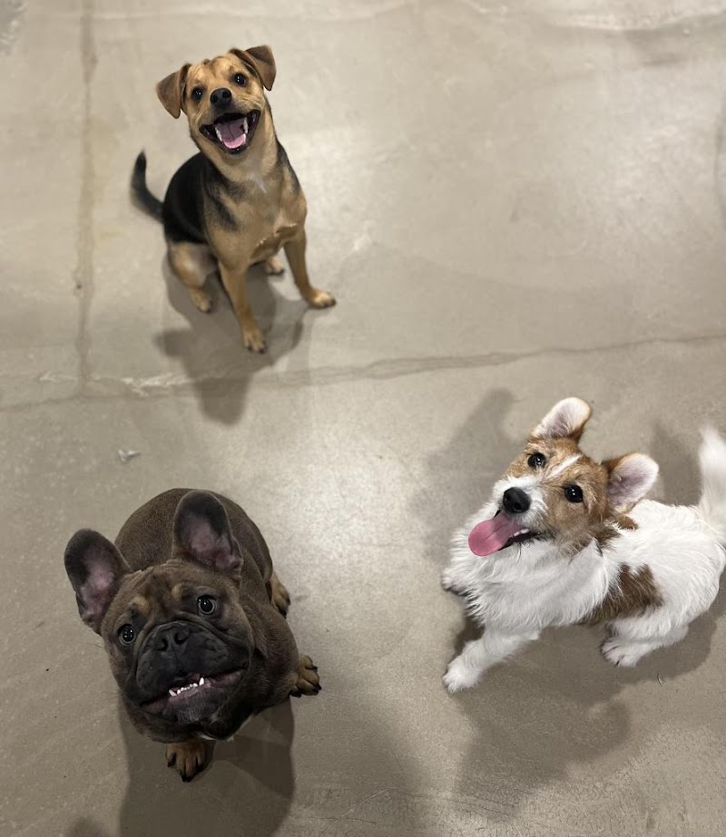 Bark Street - Dog Daycare & Grooming photo 1