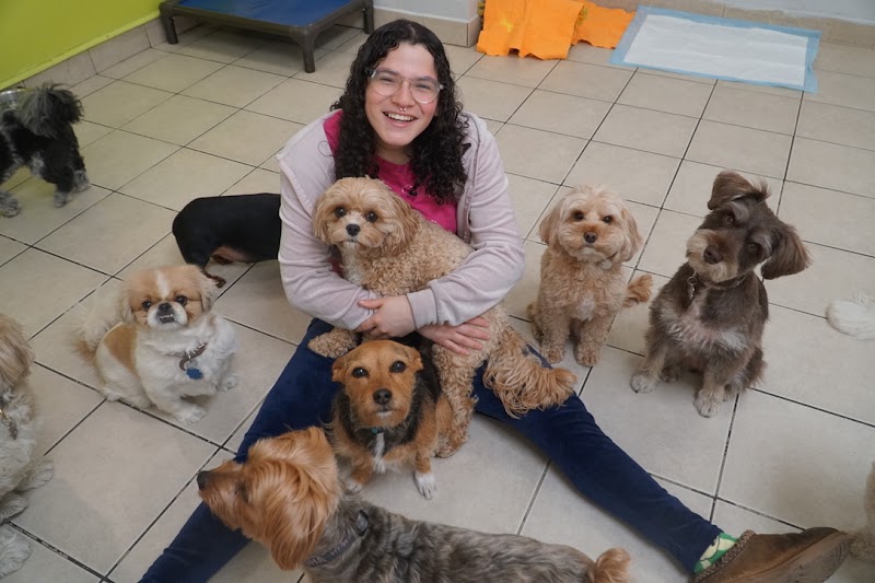 Camp Canine Sutton Place photo 1