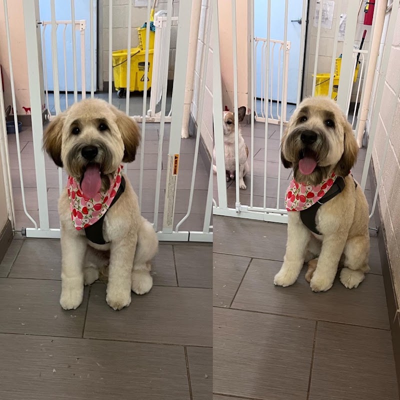D is for Doggy - Daycare & Grooming photo 2