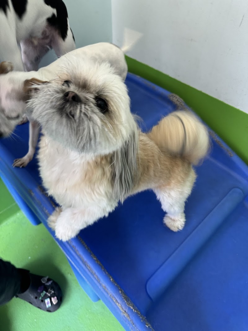 D is for Doggy - Daycare & Grooming photo 3