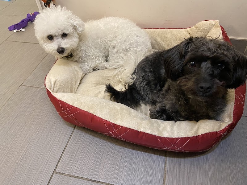 D is for Doggy - Daycare & Grooming photo 4