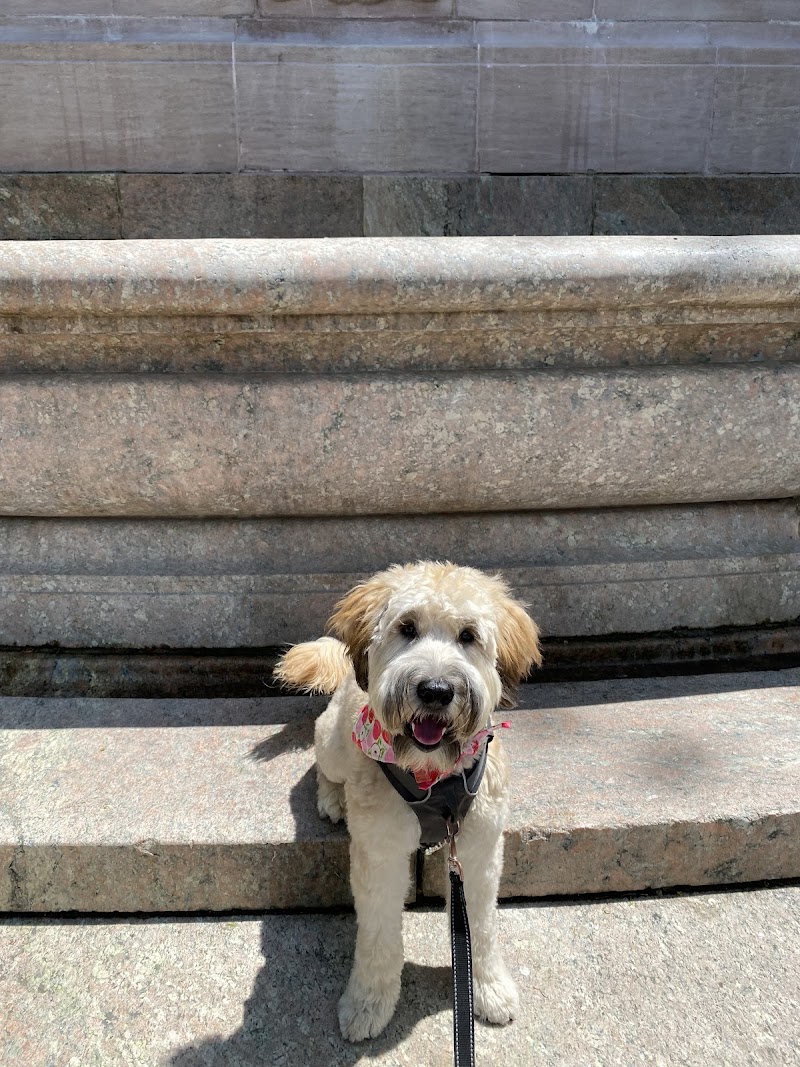 D is for Doggy - Daycare & Grooming photo 5