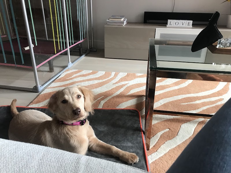 Dapper Dog Training photo 3