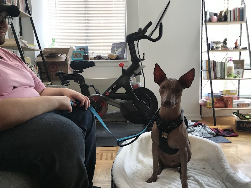 Dapper Dog Training photo 4