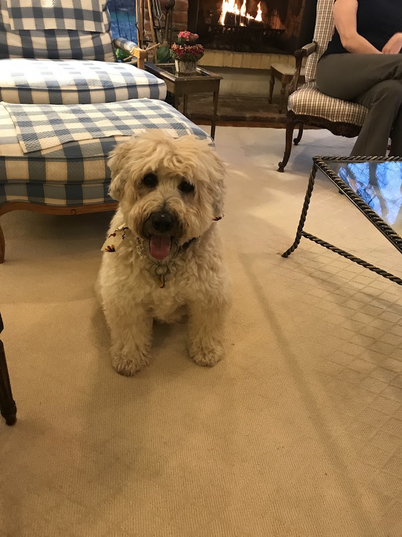 Dapper Dog Training photo 5