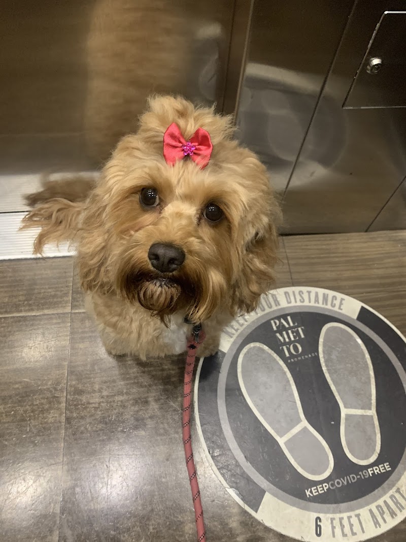 Dapper Dog Training - Dog Park in New York, NY | Indoor Dog Park