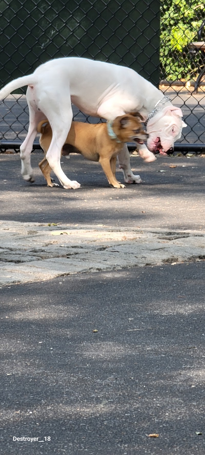 De Witt Clinton Dog Run photo 5