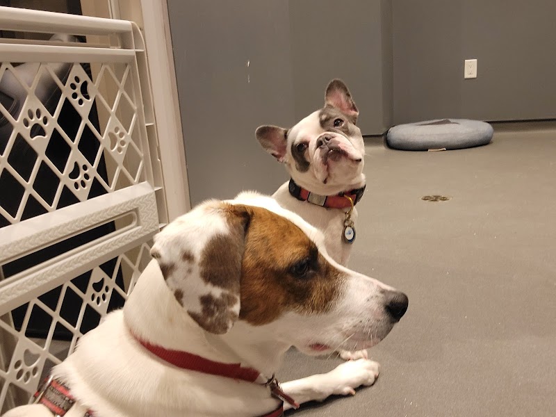 Dog City NYC (Upper East Side) photo 1