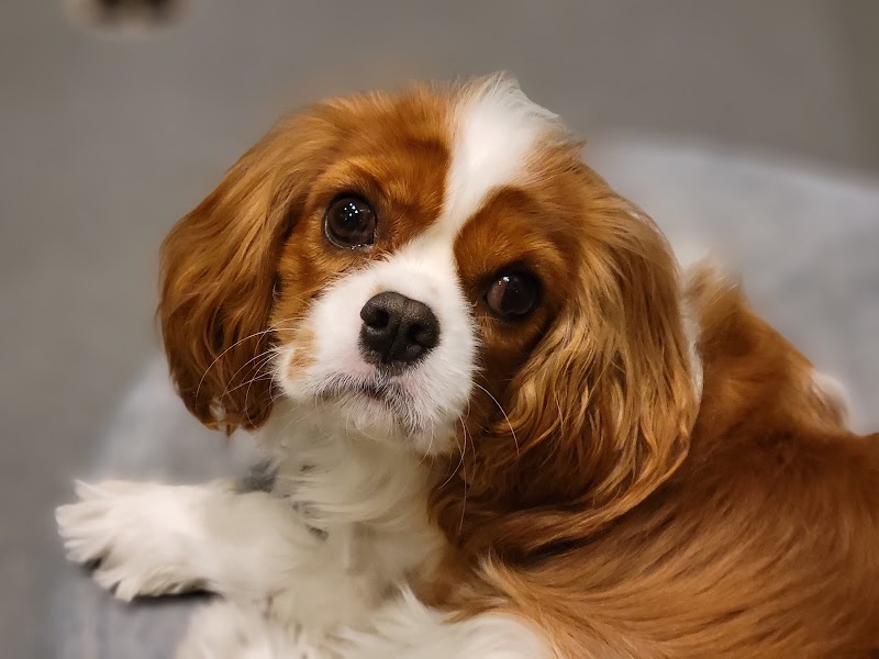 Dog City NYC (Upper East Side) photo 2