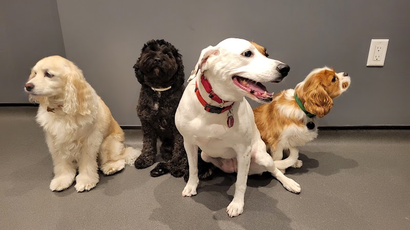 Dog City NYC (Upper East Side) - Dog-Friendly Establishment in New York, NY | Indoor Dog Park