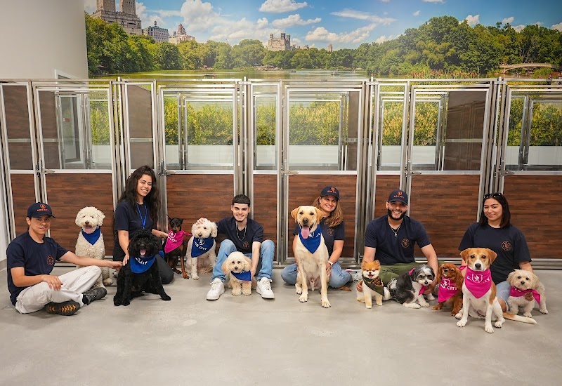 Dog City NYC (W27) - Dog-Friendly Establishment in New York, NY | Indoor Dog Park