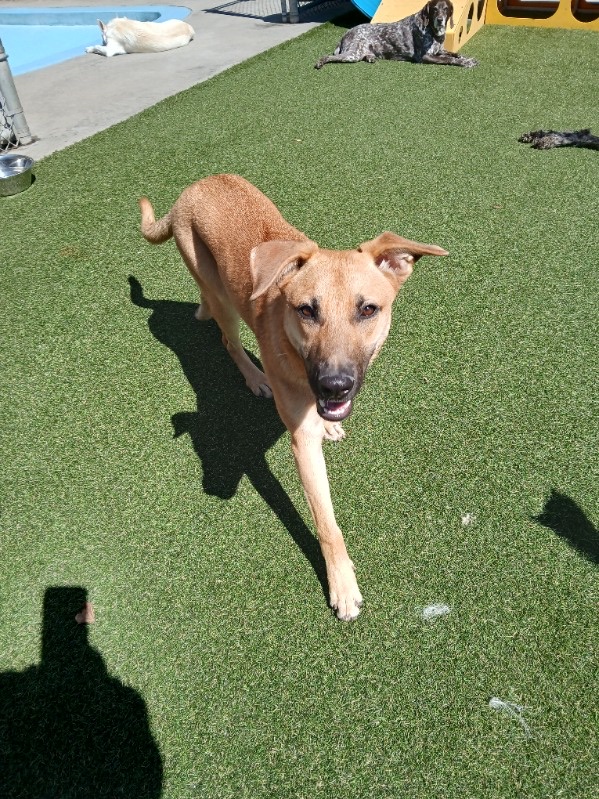 PetSuites Norcross photo 2