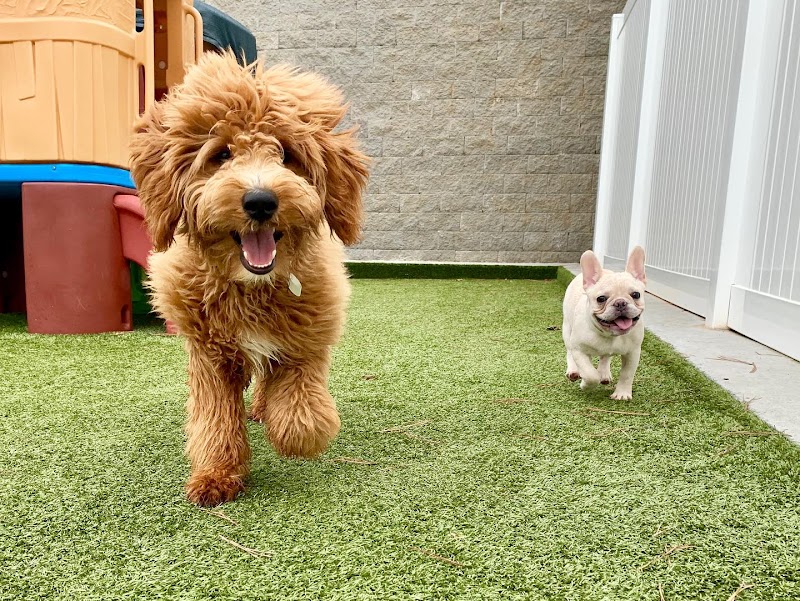 PetSuites Norcross photo 3