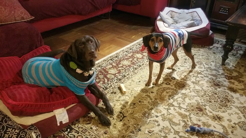 StayPlayNTrain photo 3