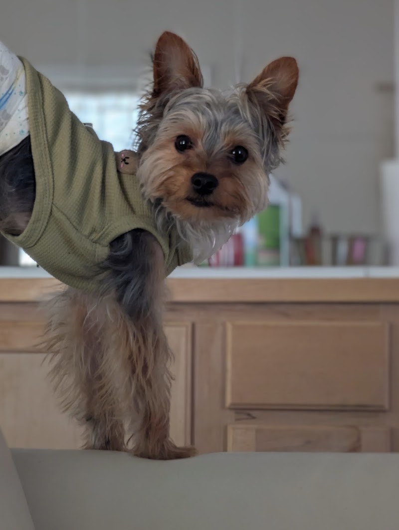 Cage Free Doggy Hotel, Roswell, Atlanta photo 2