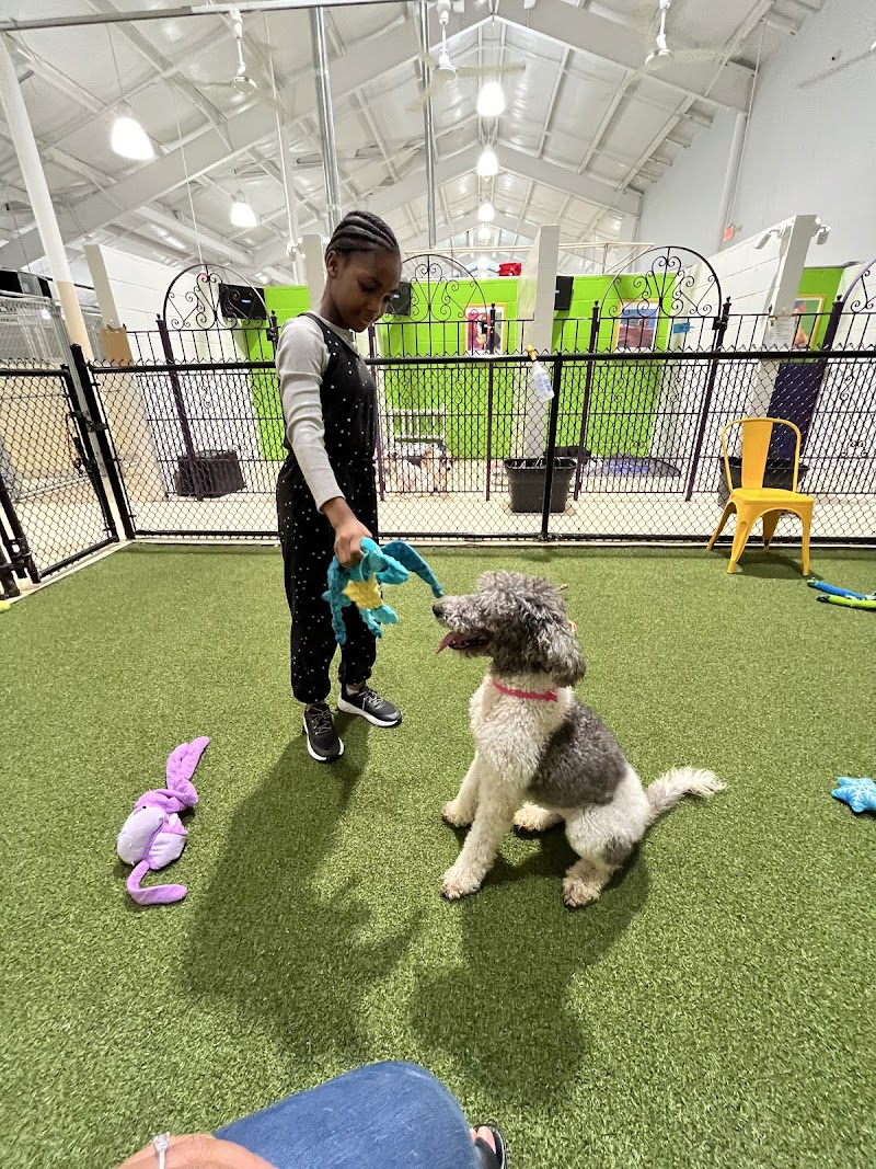 PetSuites Roswell photo 2