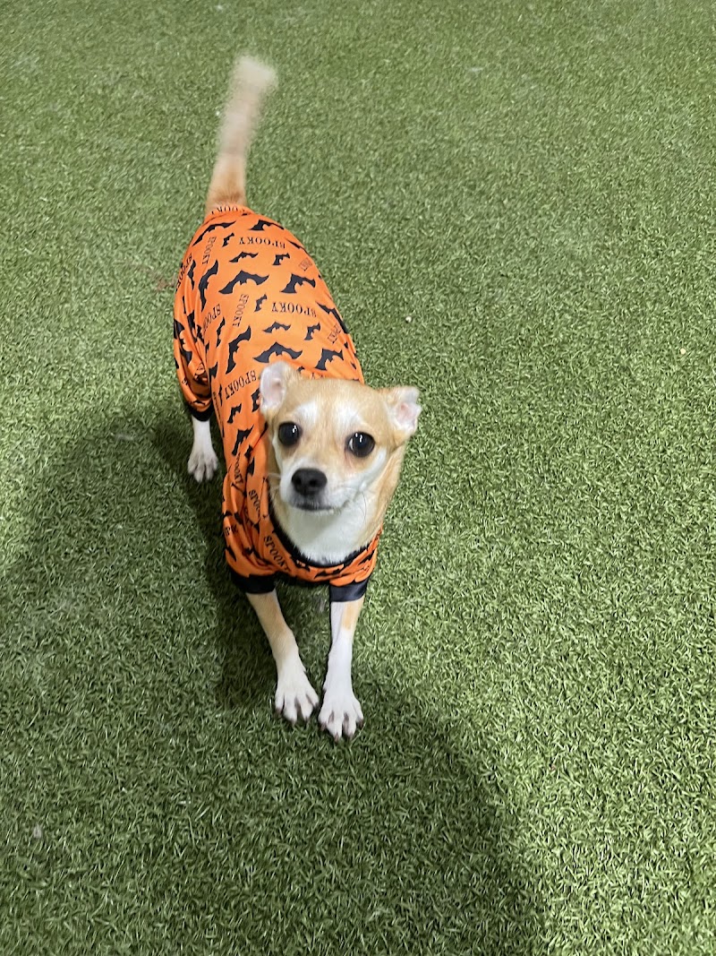 PetSuites Roswell photo 5