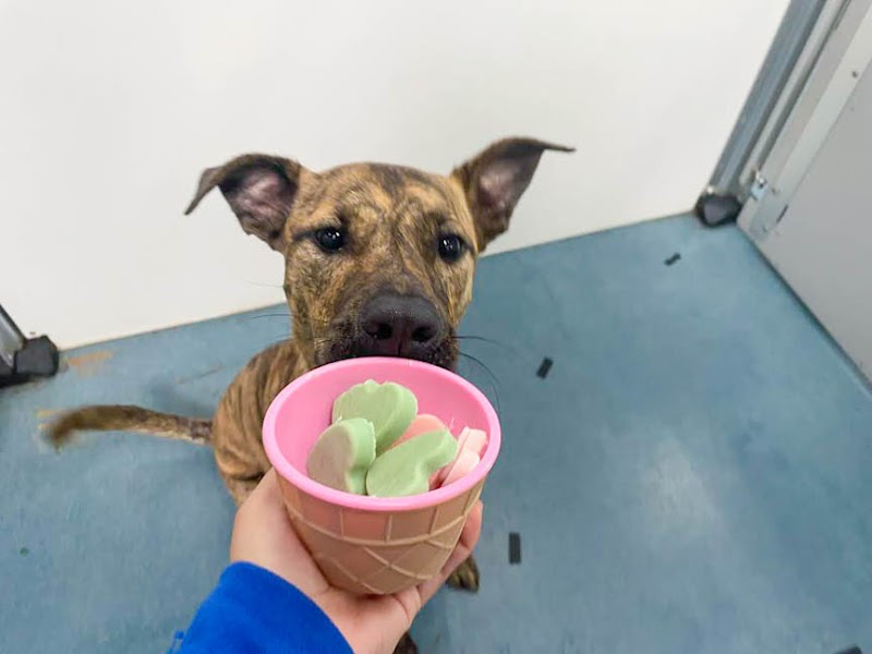 24 Hour Dog Daycare - Dog Park in San Diego, CA | Indoor Dog Park