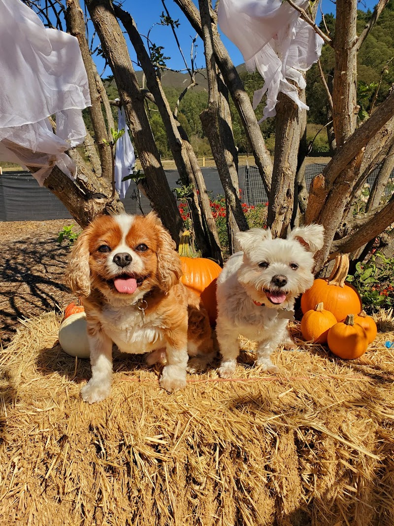 Bark To Basics - Dog Park in San Francisco, CA | Indoor Dog Park