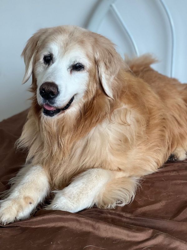 Sandy Springs, GA - Dog Parks Directory