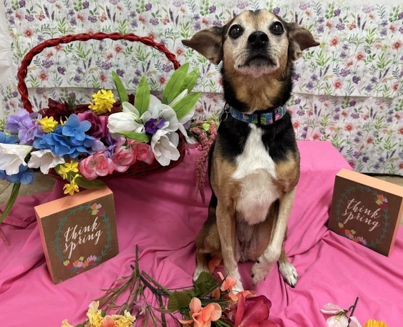 Fido Fido Dog Daycare & Boarding photo 3