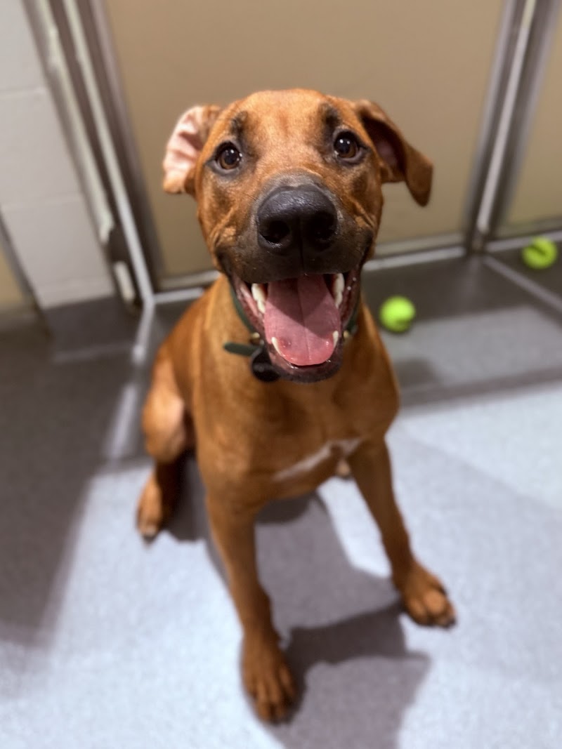 Puppy Haven - Chastain photo 1