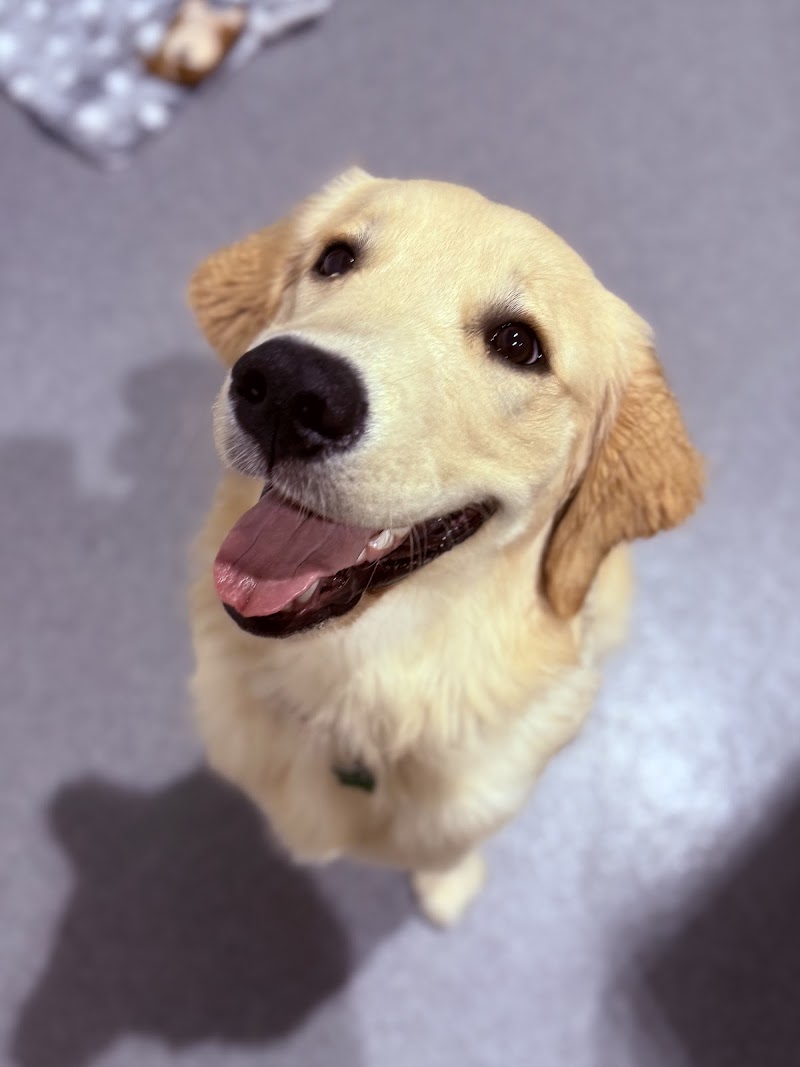 Puppy Haven - Chastain photo 2