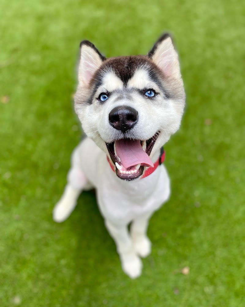 Puppy Haven - Chastain - Dog-Friendly Establishment in Sandy Springs, GA | Indoor Dog Park