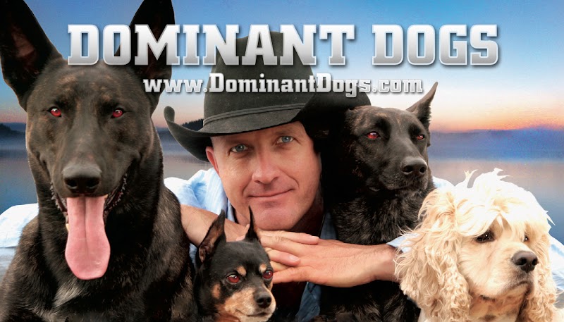 Dominant Dogs Santa Monica - Dog Aggression & Separation Anxiety Dog Training Specialist - Dog Park in Santa Monica, CA | Indoor Dog Park