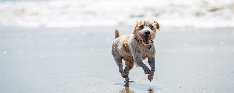 Fitdog - Dog Park in Santa Monica, CA | Indoor Dog Park
