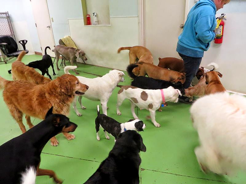 Bark, Play & Stay photo 2