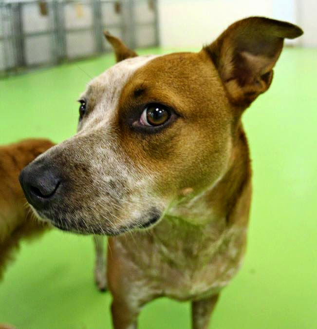 Bark, Play & Stay photo 3