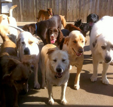 Bark, Play & Stay photo 4