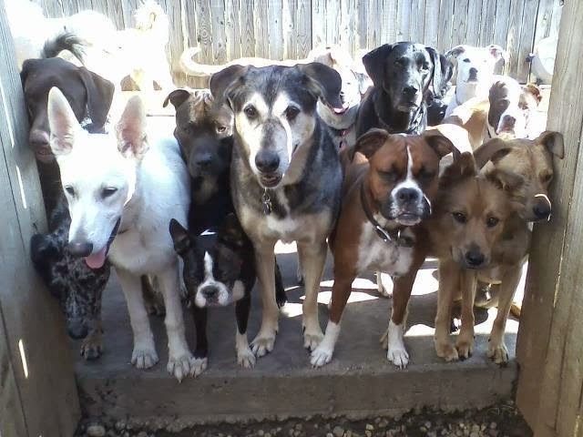 Smyrna, GA - Dog Parks Directory