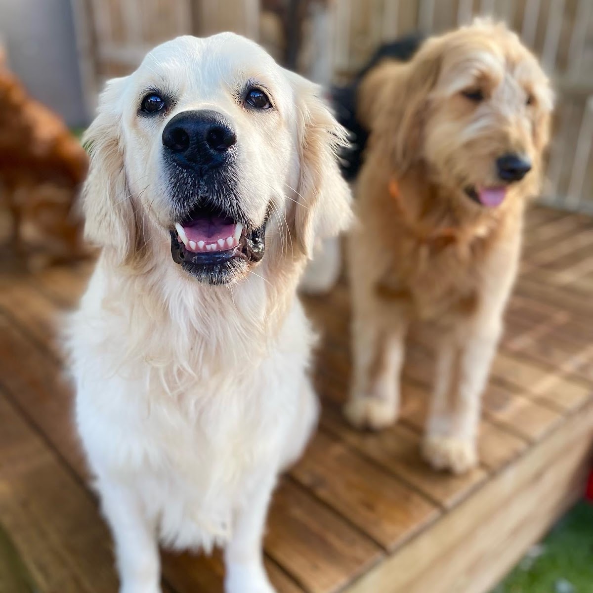 Puppy Haven - Smyrna photo 2