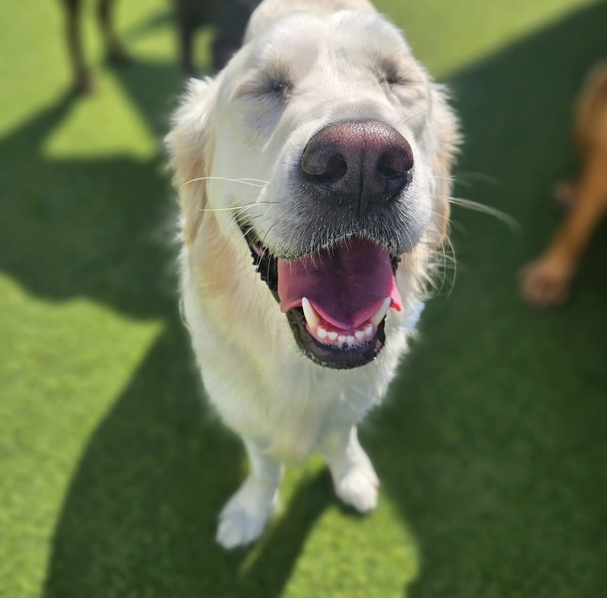 Puppy Haven - Smyrna photo 3