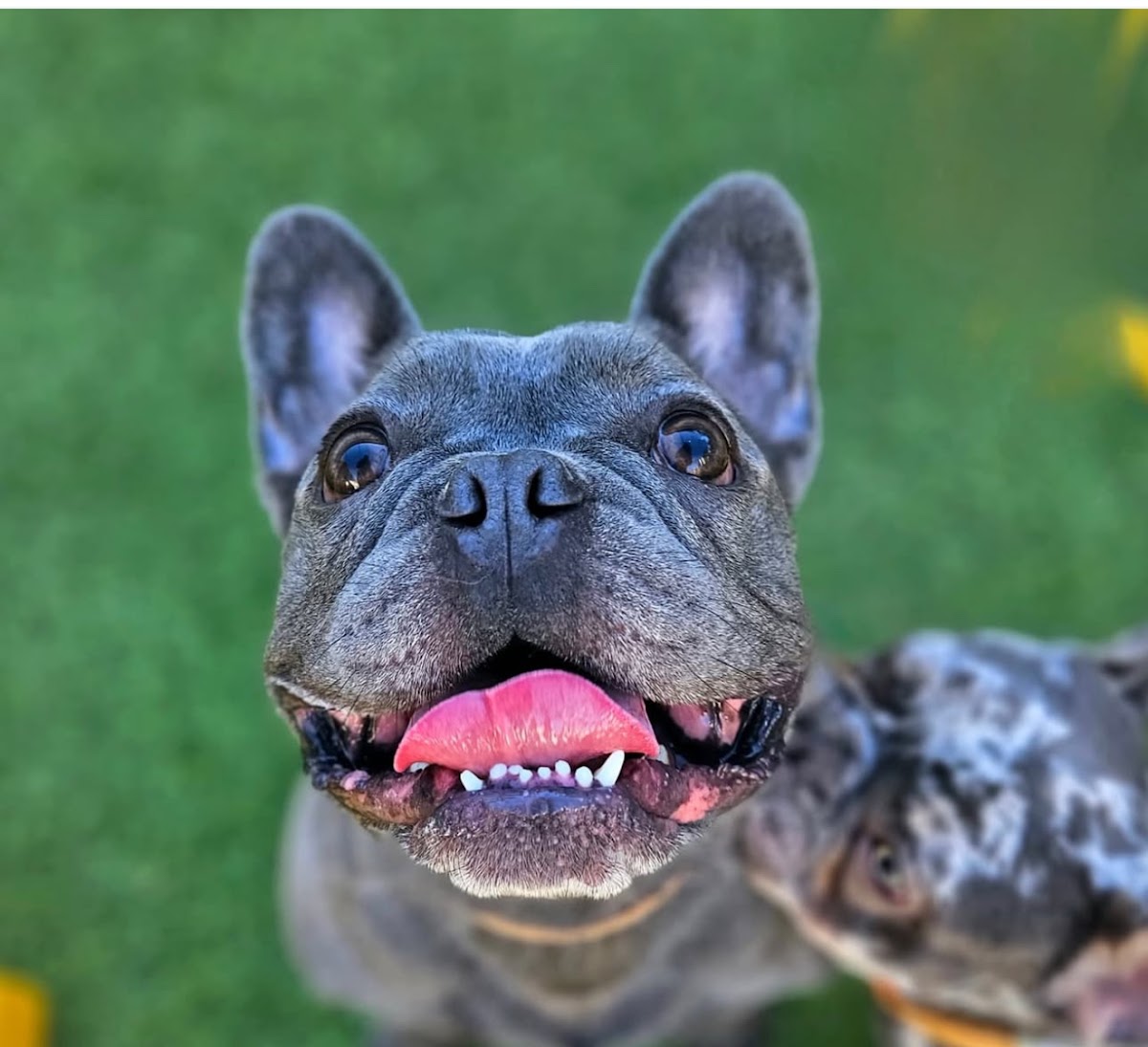 Puppy Haven - Smyrna photo 4