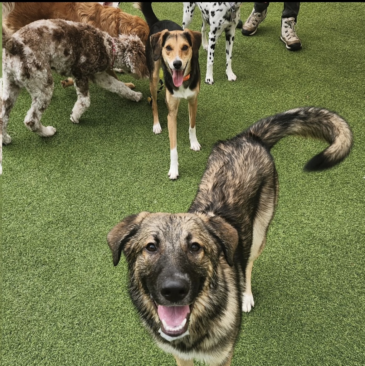 Puppy Haven - Smyrna photo 5