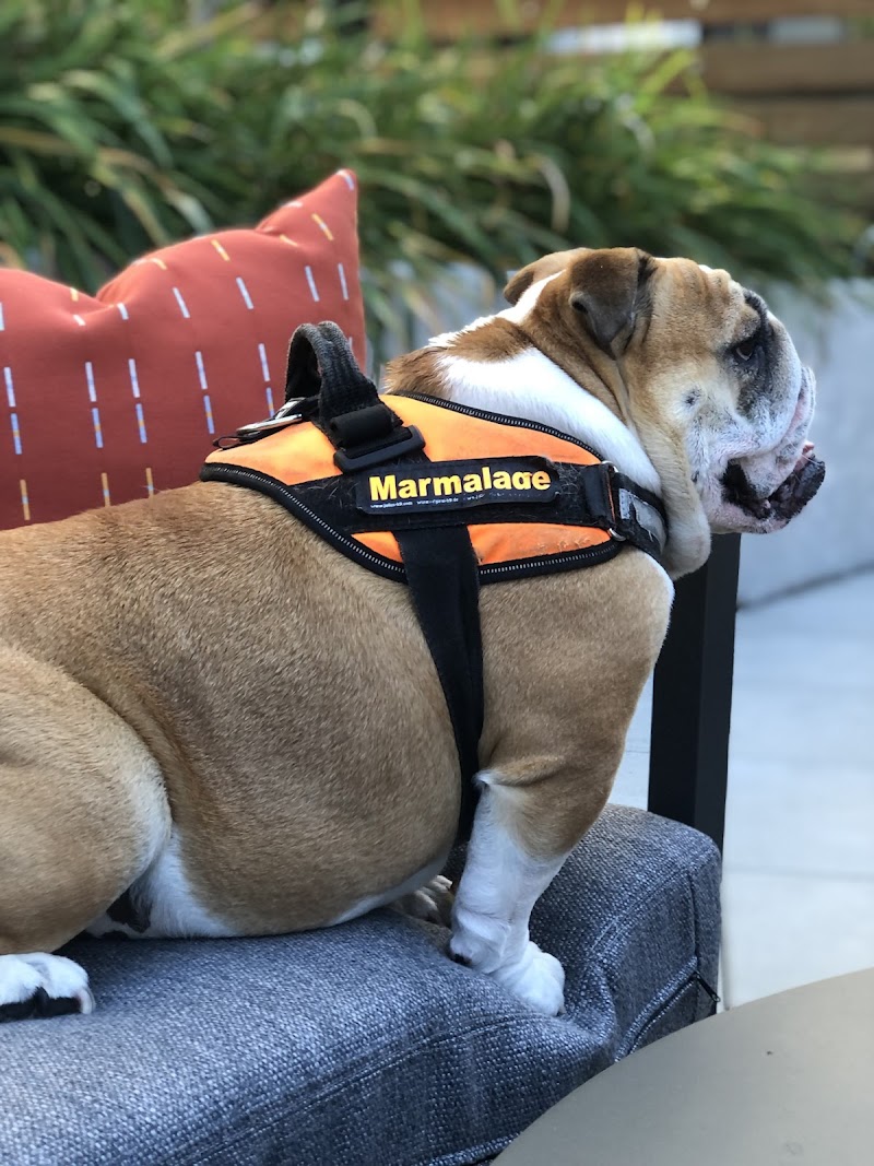 All The Best Pet Care - Kirkland photo 3