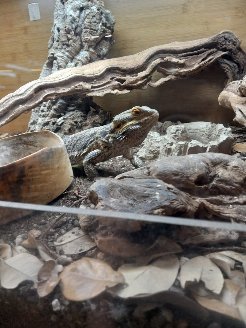 Kementari's Creatures Bellingham photo 3