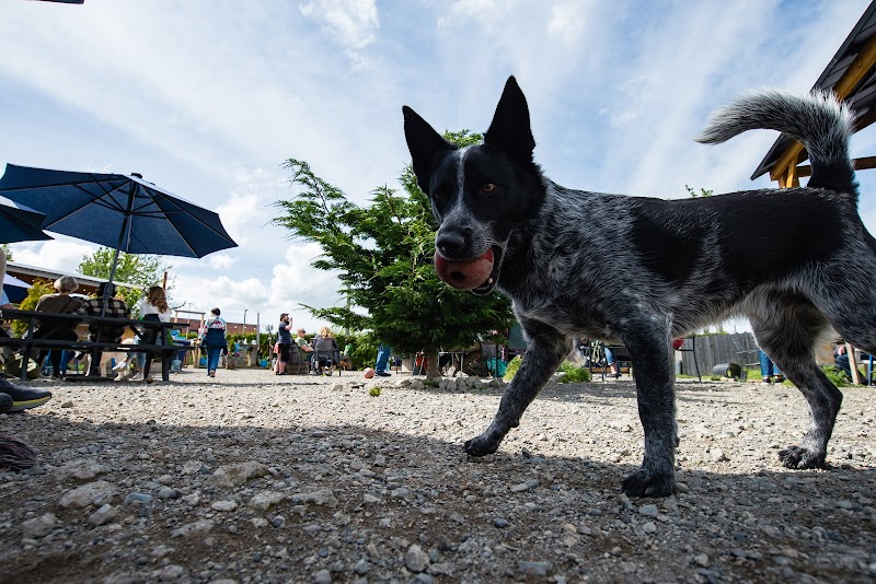 Paws For A Beer photo 3